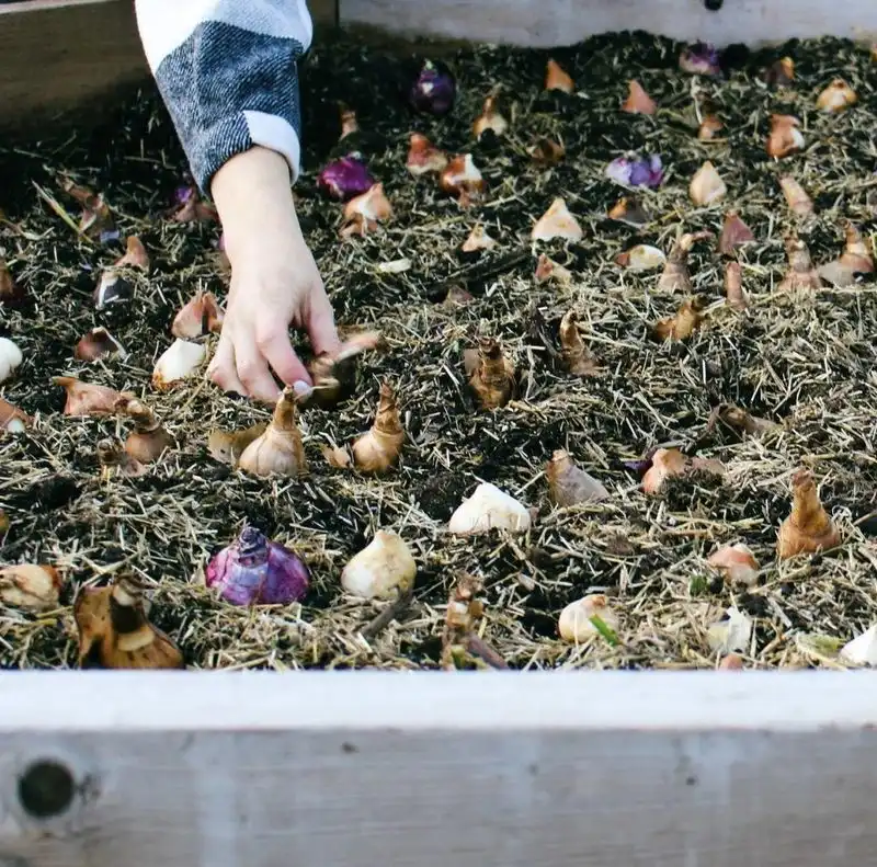 Avoid Planting Bulbs