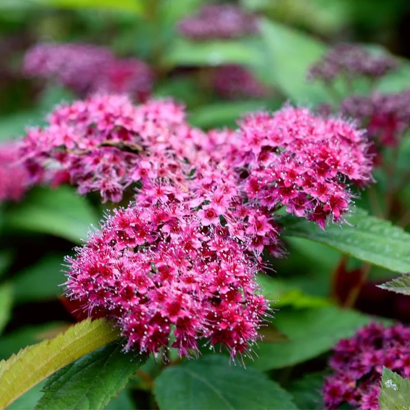 Spirea