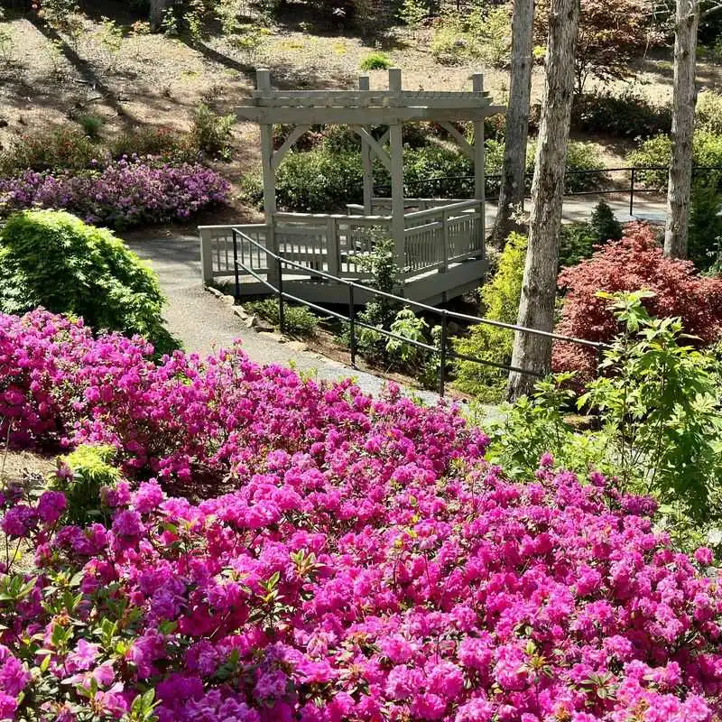 Azalea