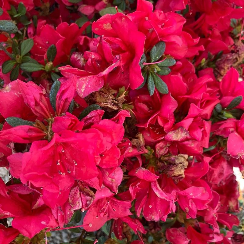 Azalea