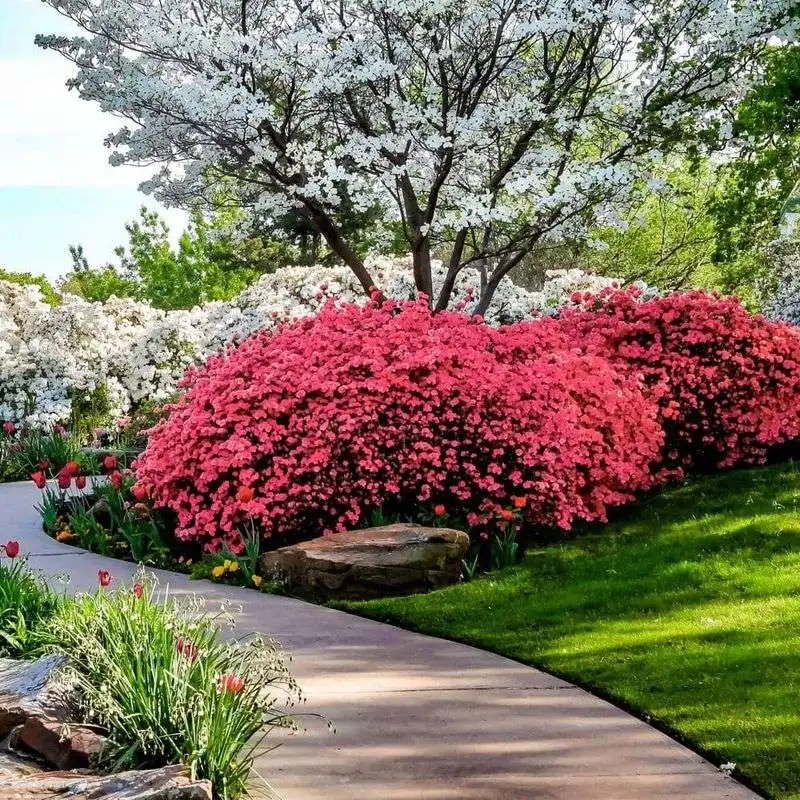 Azalea
