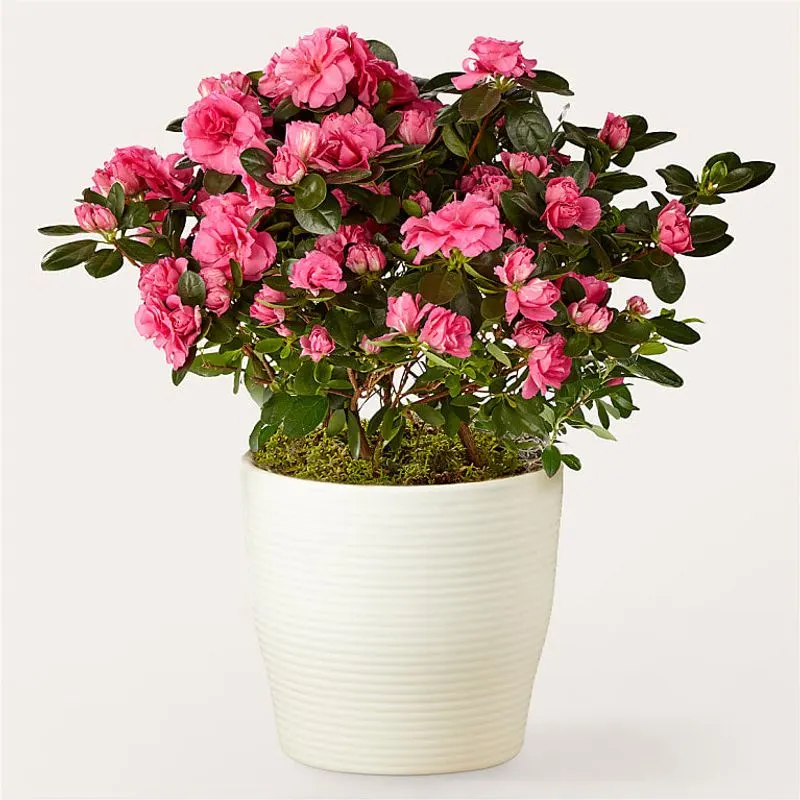 Azalea