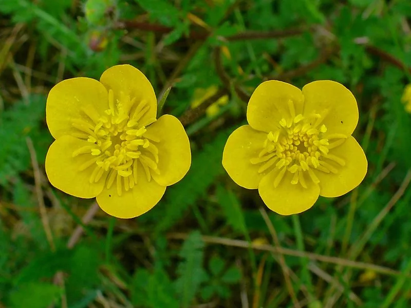 Buttercups