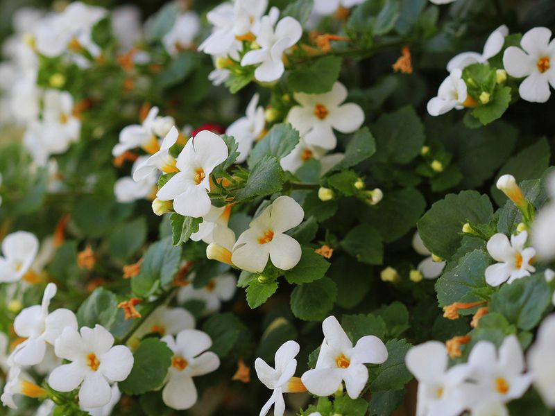 Bacopa
