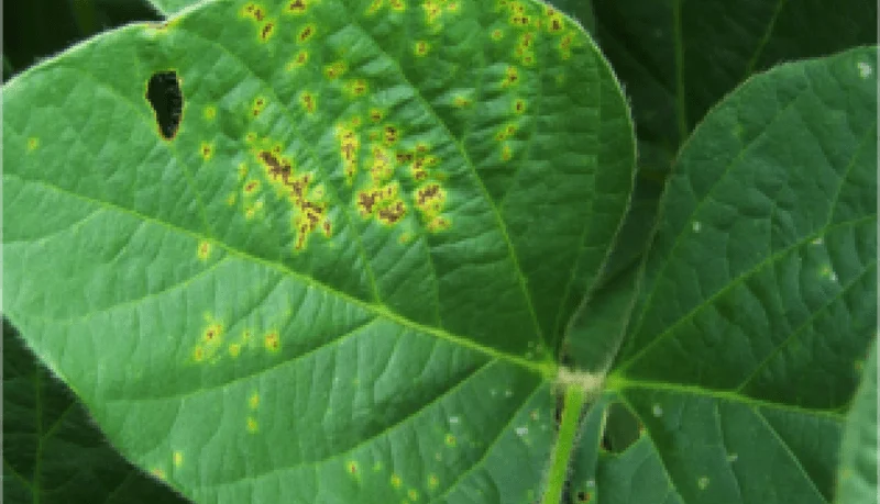 Bacterial Blight