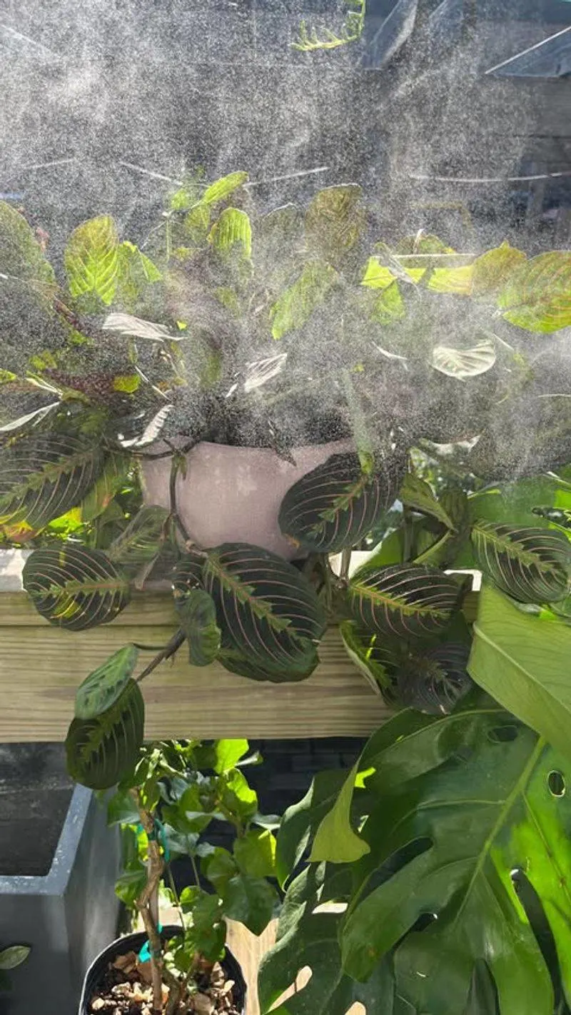 Lack of Flowering