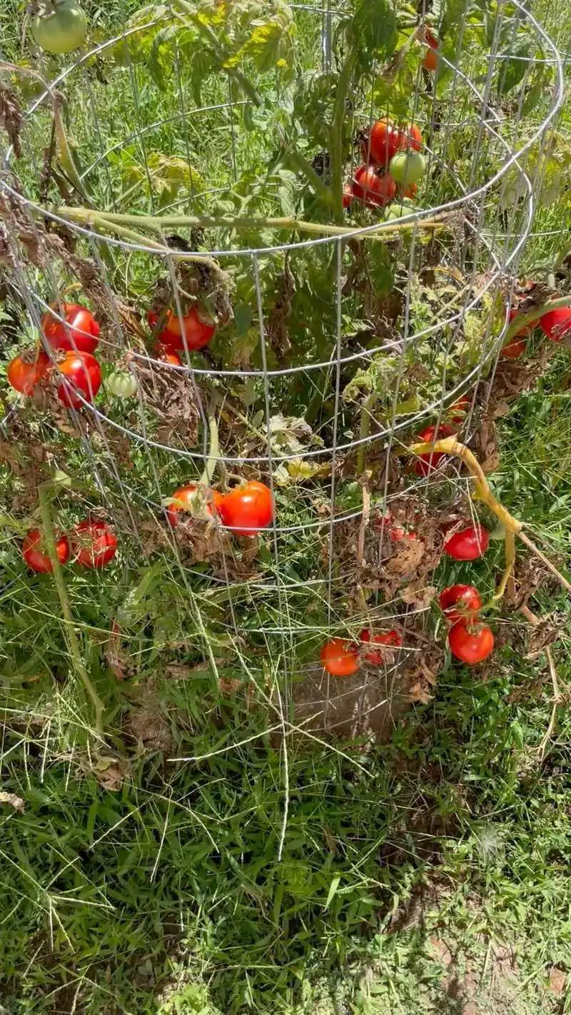 Baking Soda for Sweeter Tomatoes