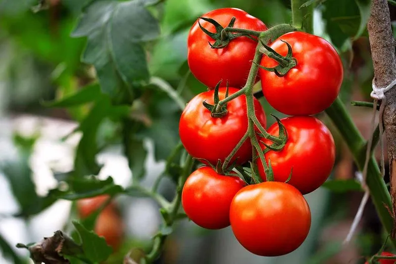 Baking Soda for Sweeter Tomatoes