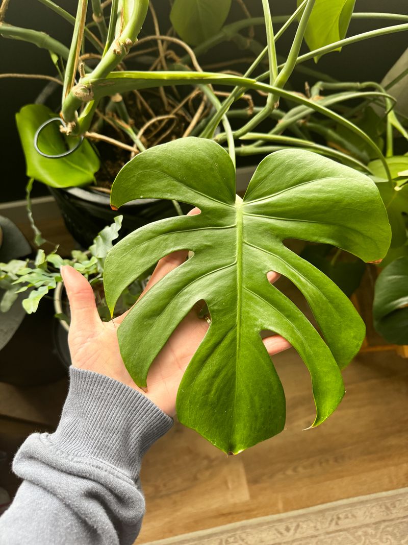 Correct Size and Shape