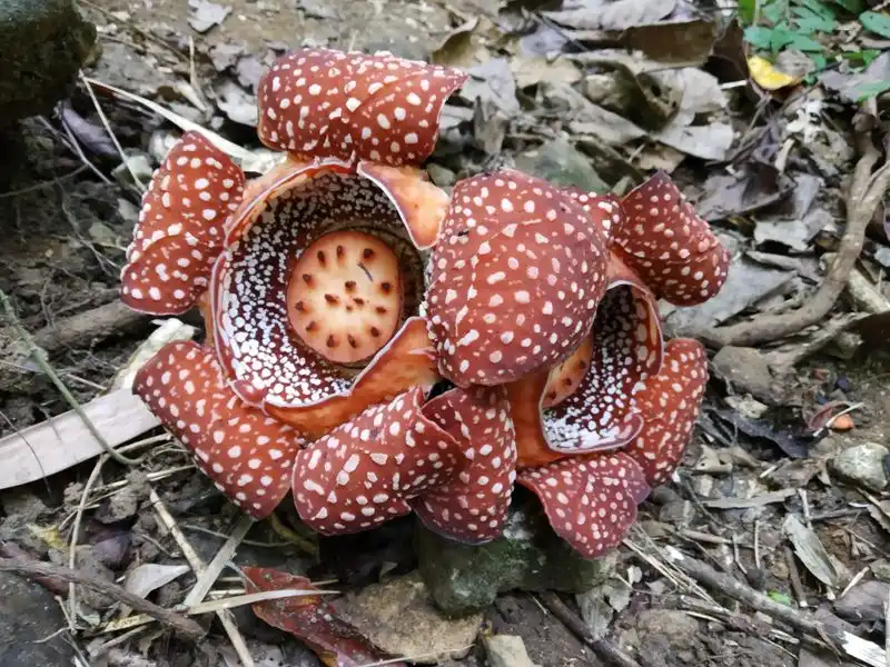 Rafflesia