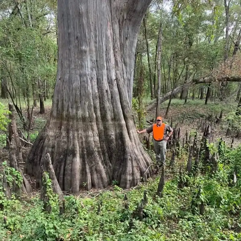 Bald Cypress