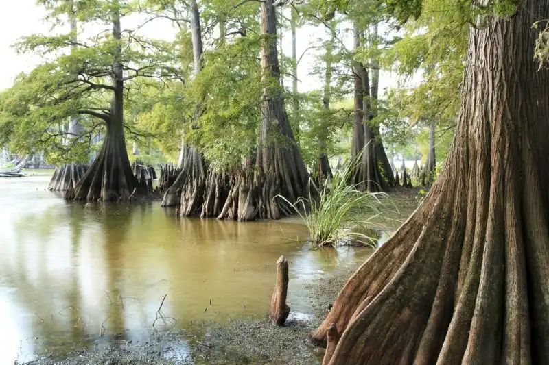 Bald Cypress