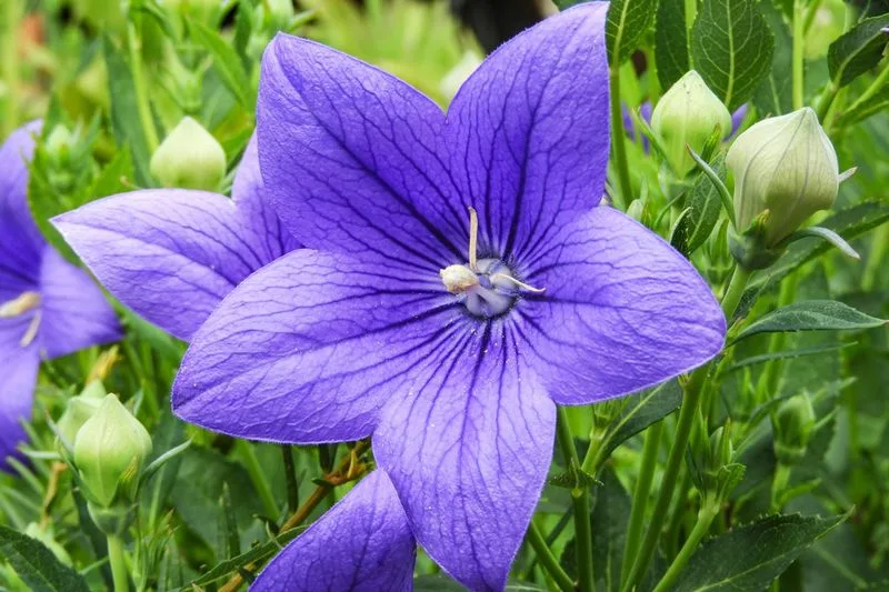 Balloon Flower