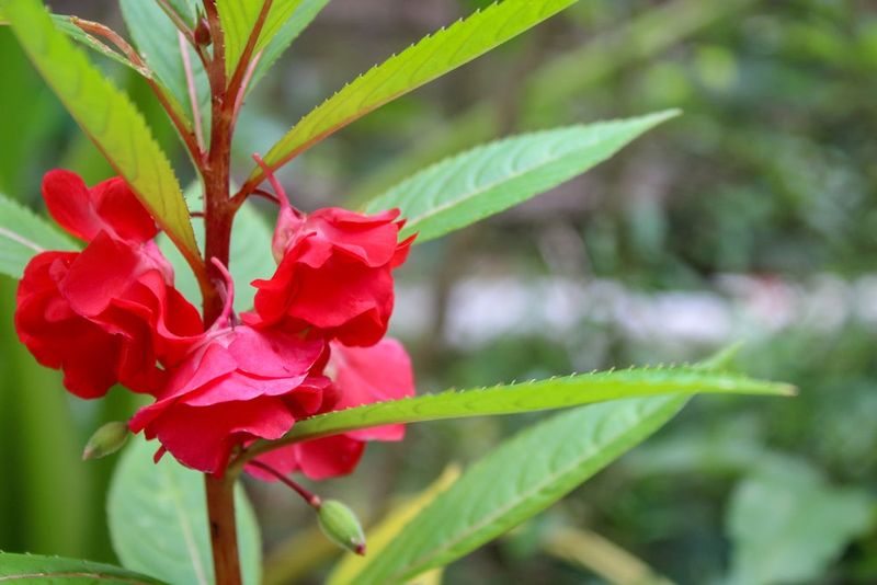 Balsam