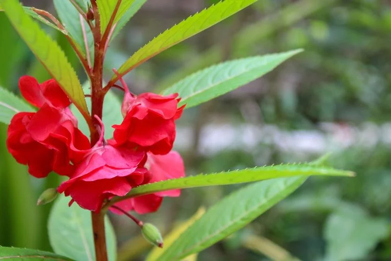 Balsam
