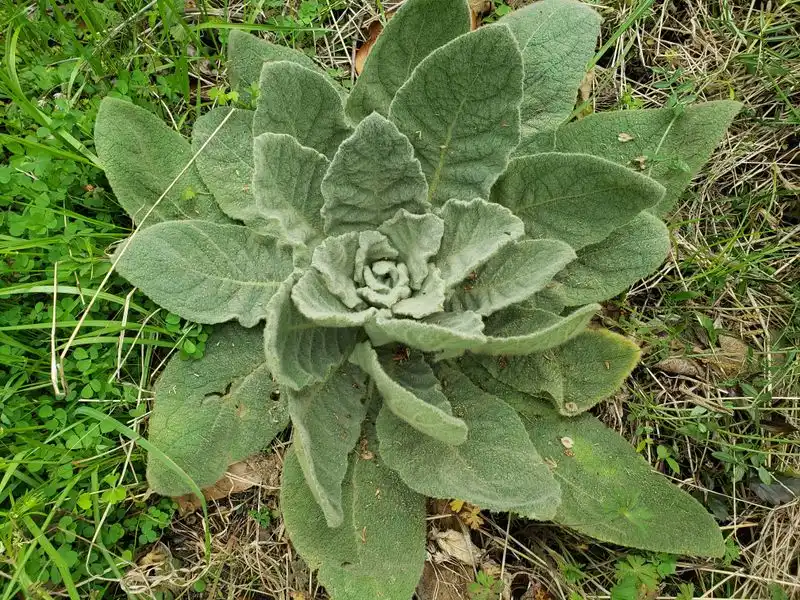 Mullein