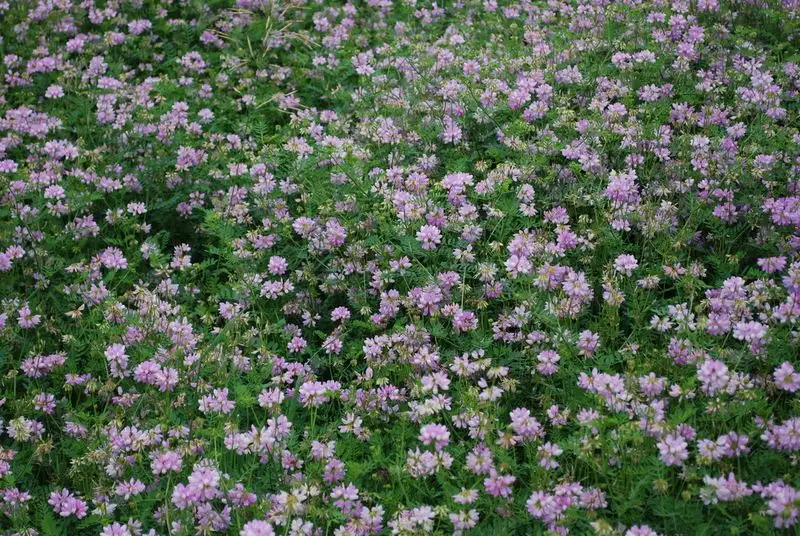 Crown Vetch