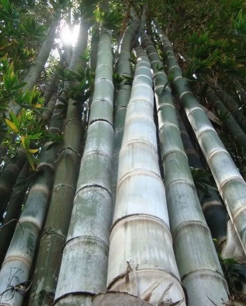 Bamboo
