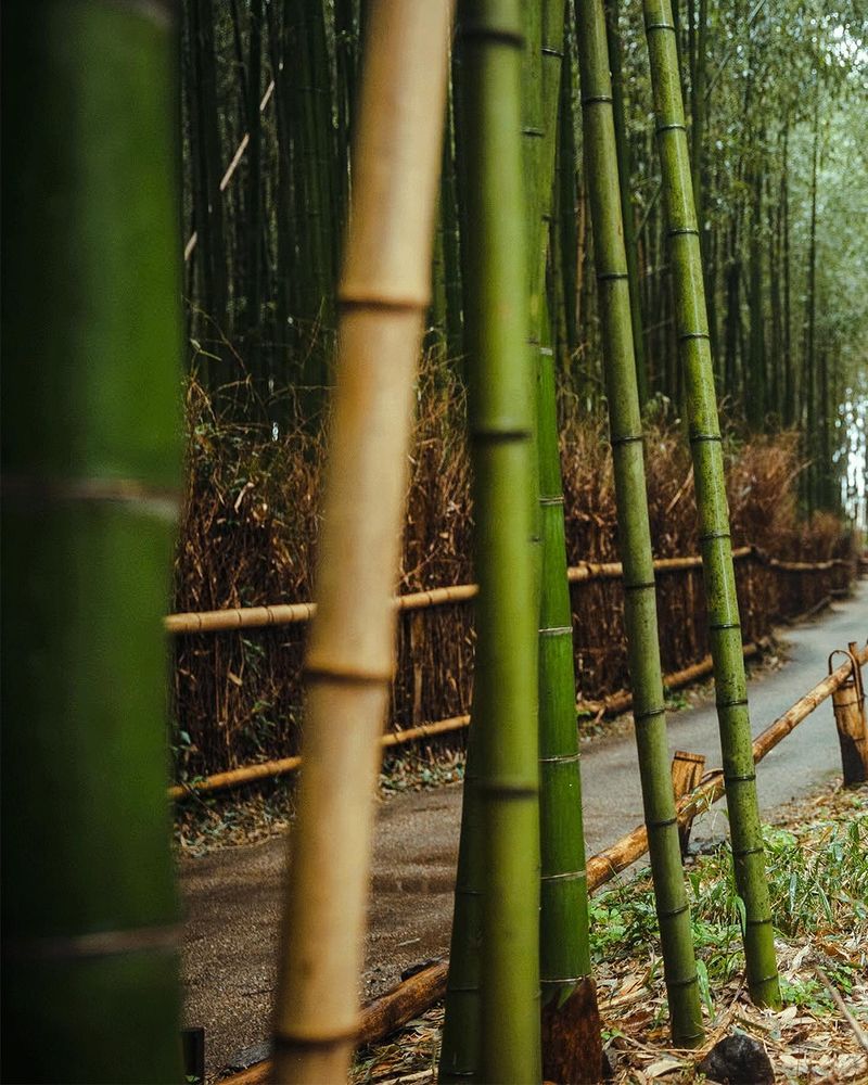 Bamboo