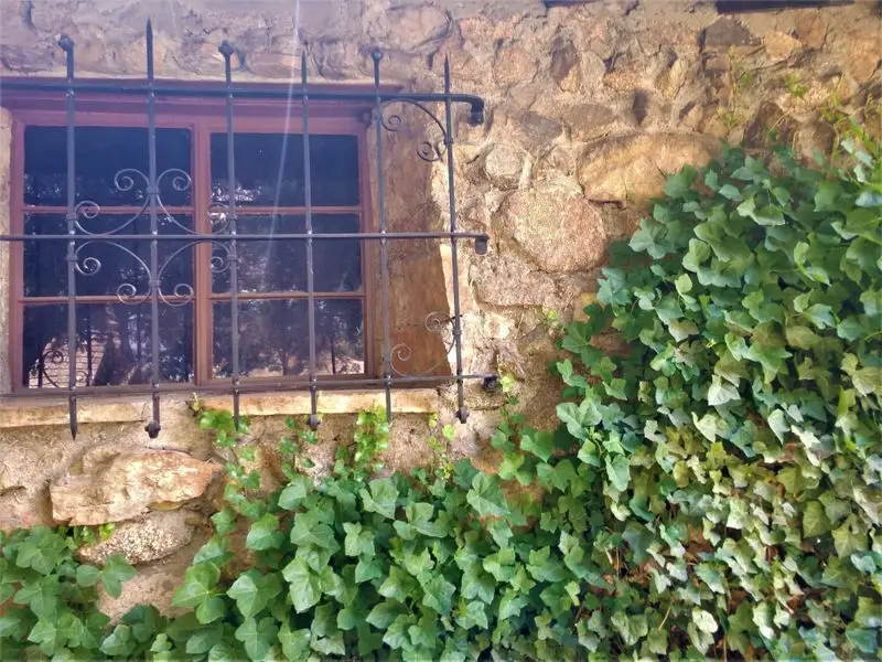 English Ivy