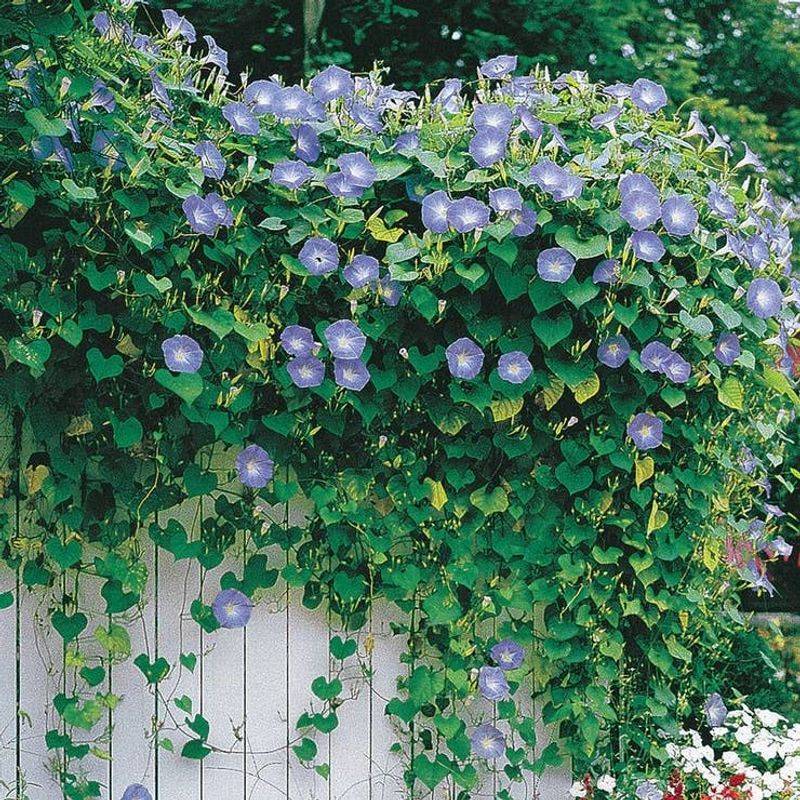 Morning Glory