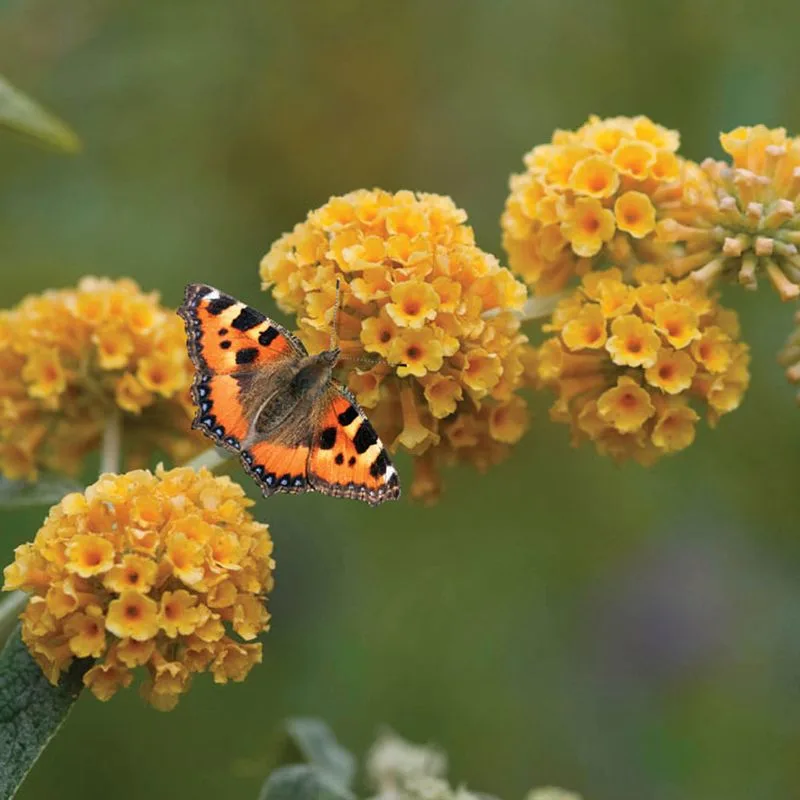 Buddleia Globosa (Orange Ball Tree)