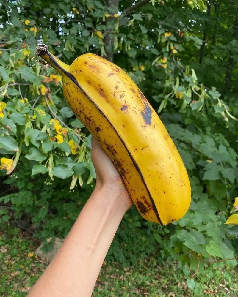 Banana