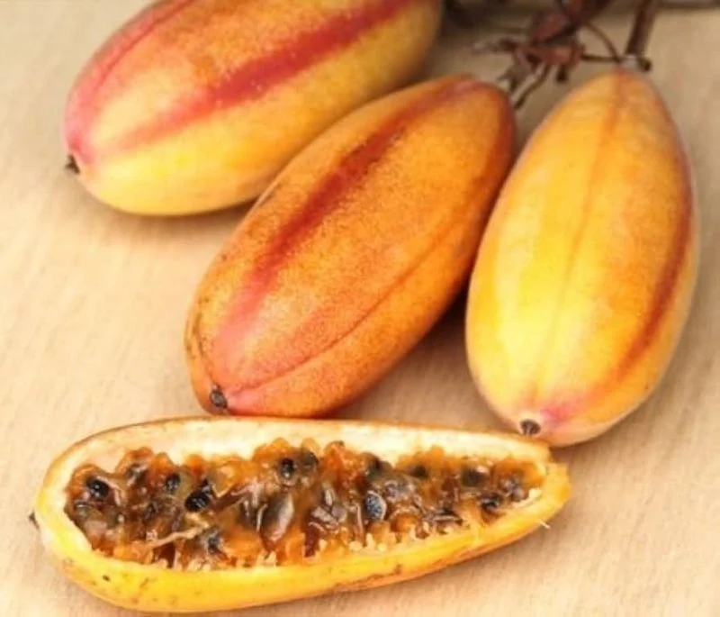 Banana Passionfruit (Passiflora mollissima)