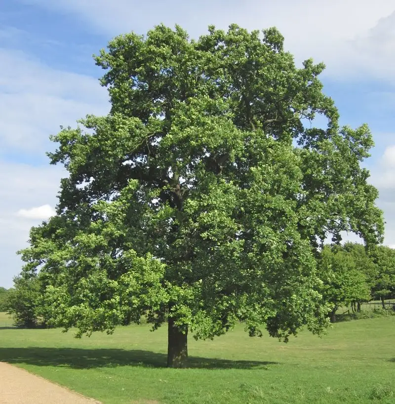 English Oak