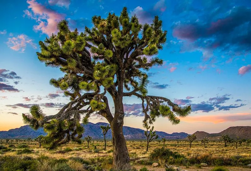 Joshua Tree