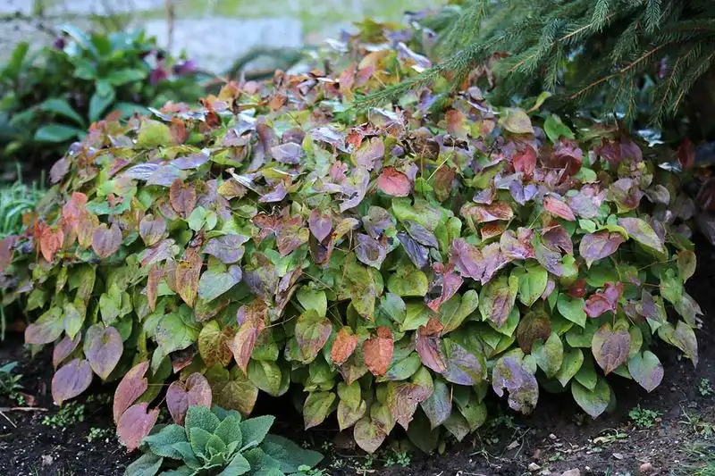 Barrenwort (Epimedium spp.)