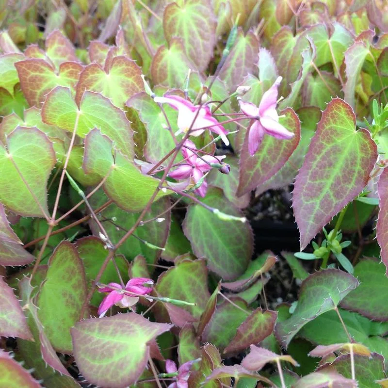 Barrenwort