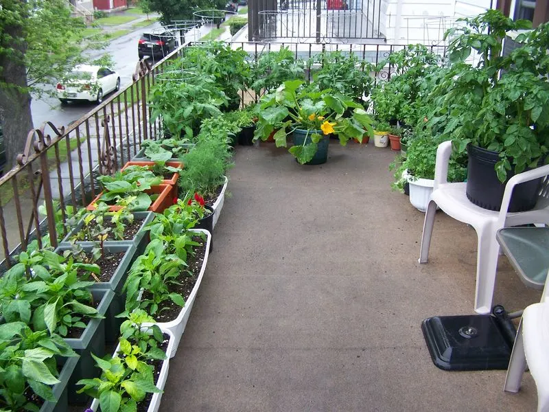 Zucchini