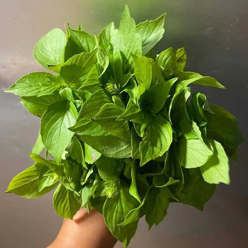 Basil