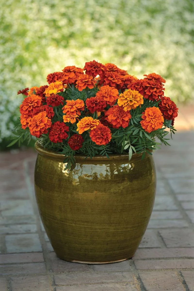 Dwarf Marigold