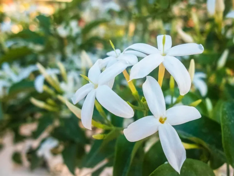 Jasmine