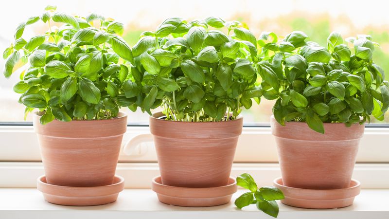 Basil