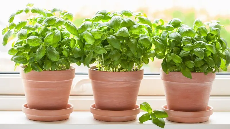 Basil