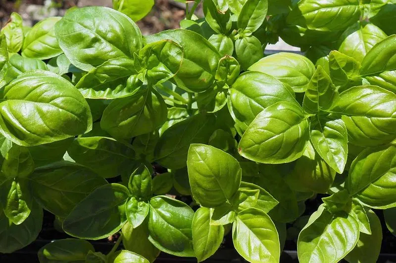 Basil Breeze