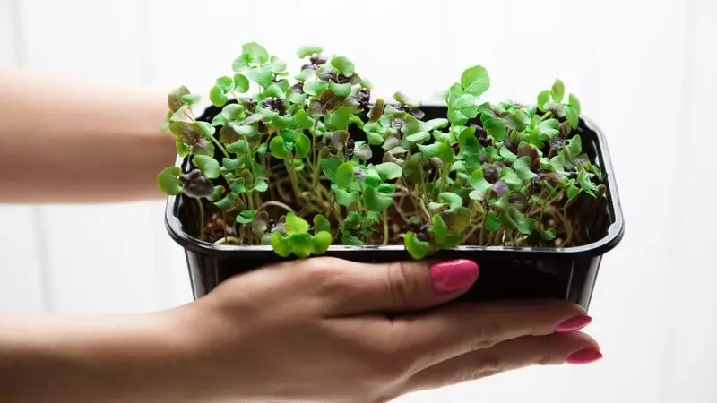 Basil Microgreens