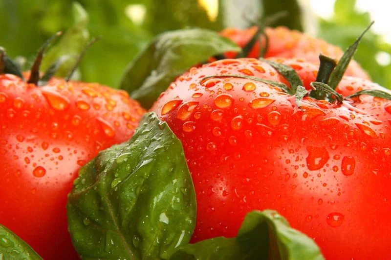 Basil and Tomatoes