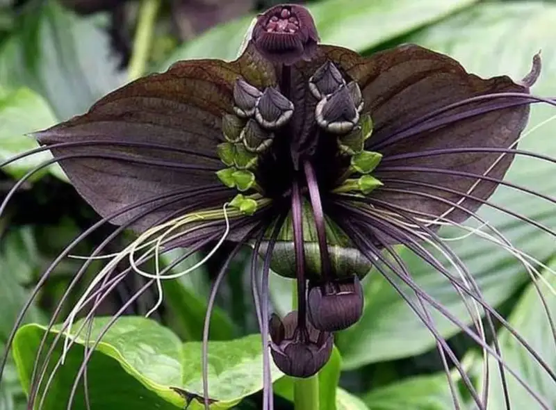 Bat Flower