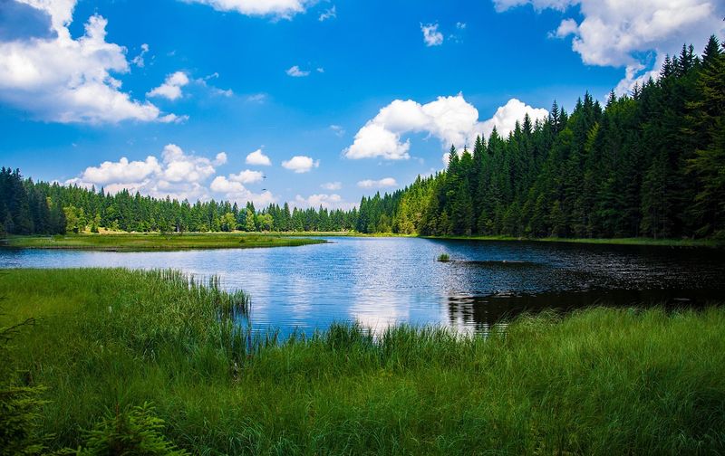 Bavarian Forest Pond
