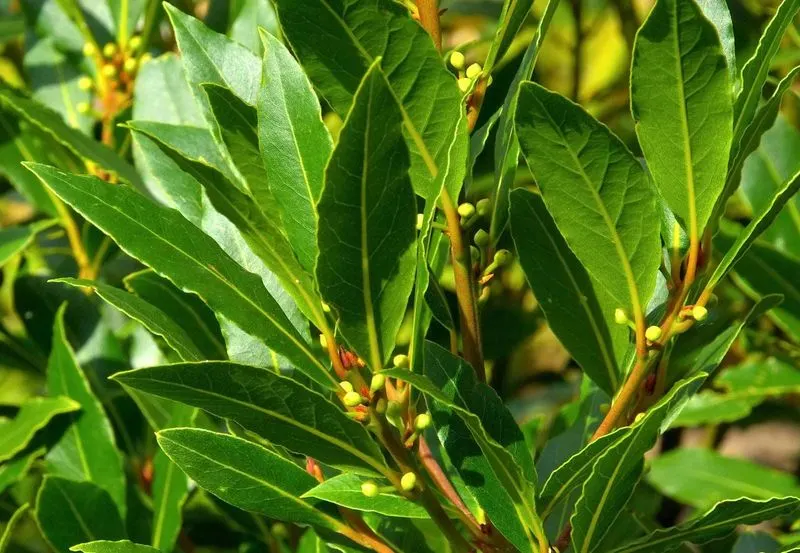 Bay Laurel