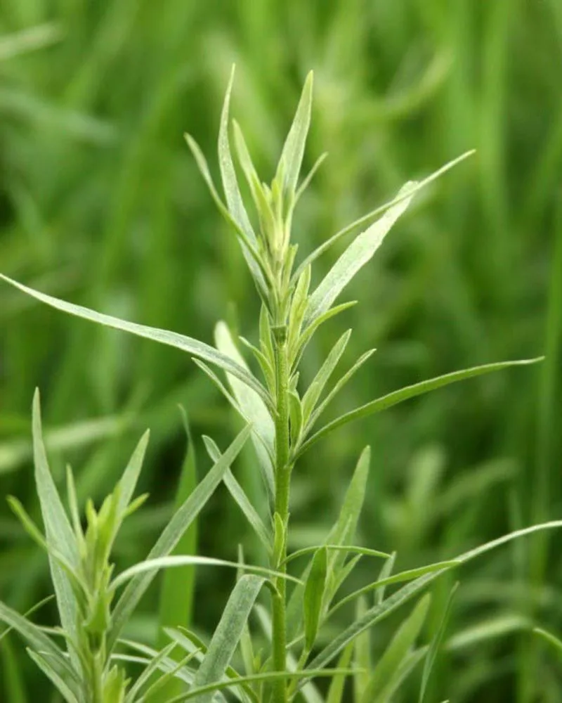 Tarragon