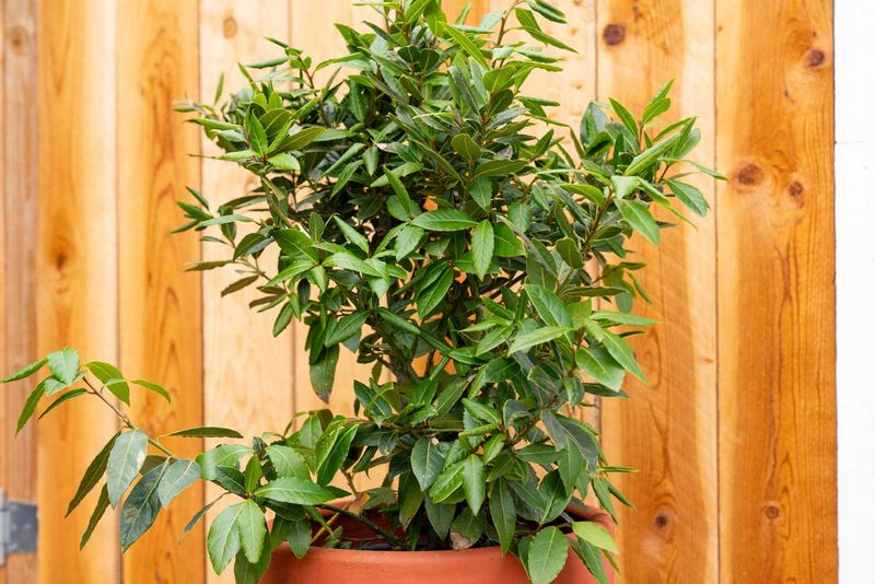 Bay Laurel
