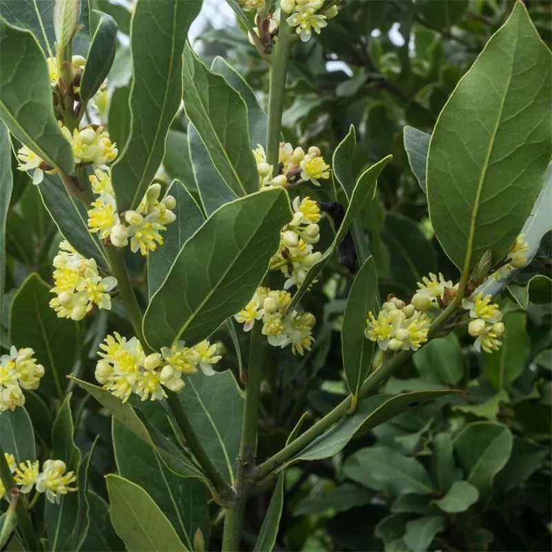 Bay Leaf (Laurus nobilis)