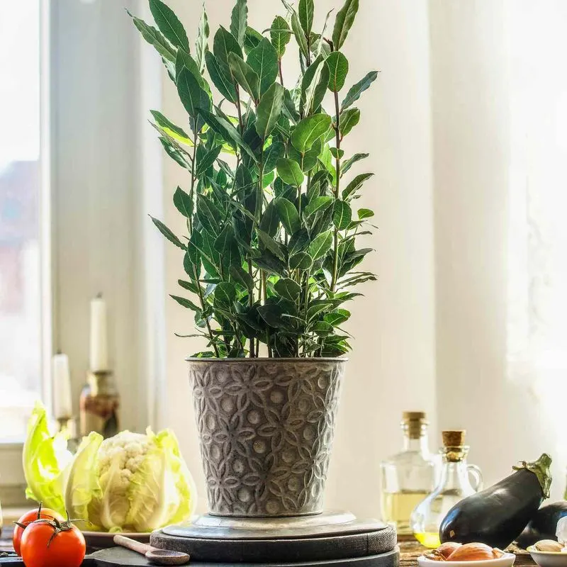 Bay Leaf