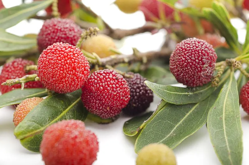 Bayberry