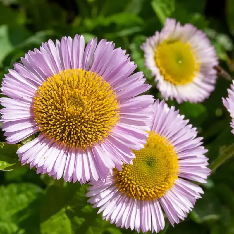Seaside Daisy (Erigeron glaucus)